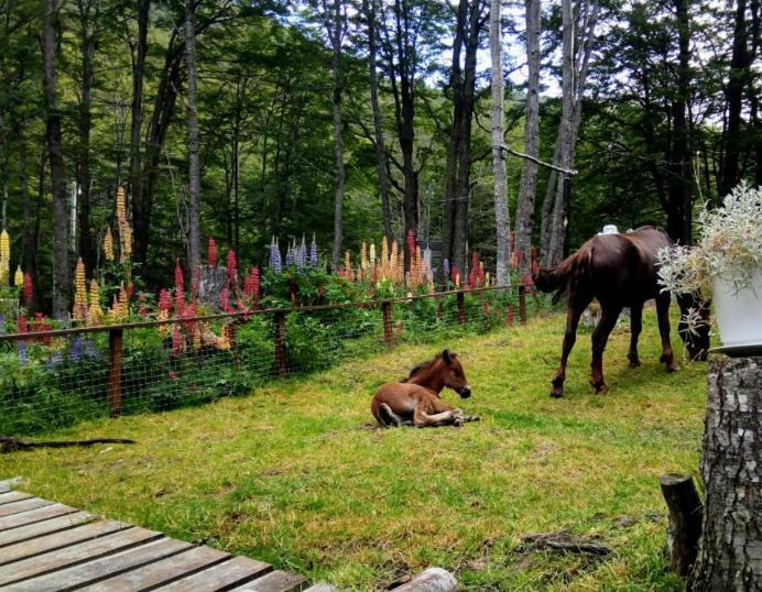 Bosque Holistico Del Fin Del Mundo Hotel Ushuaia Exterior foto