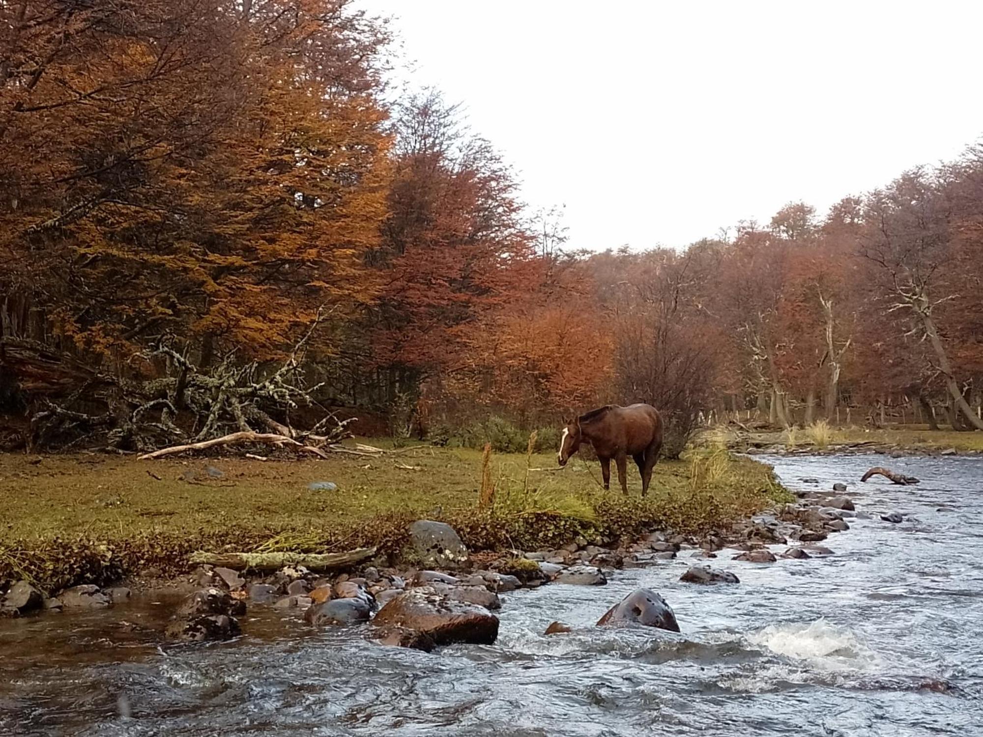 Bosque Holistico Del Fin Del Mundo Hotel Ushuaia Cameră foto